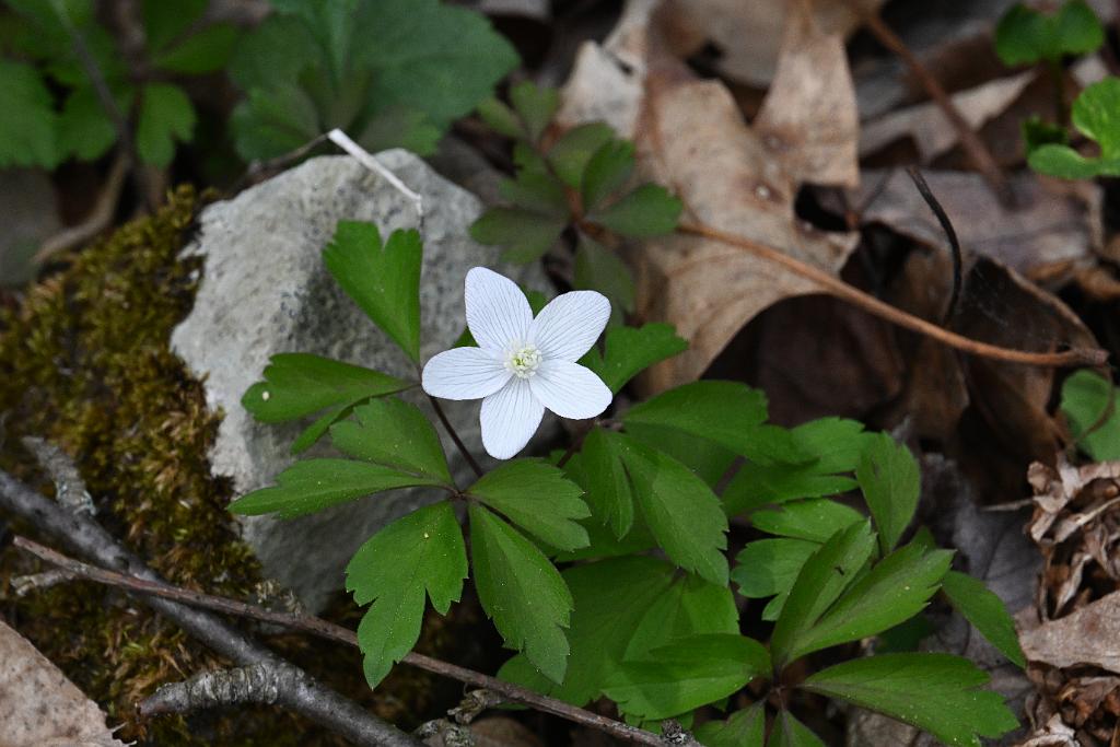 2025-04256591 Broad Meadow Brook, MA.JPG - False Rue Anemone. Broad Meadow Brook Wildlife Sanctuary, MA, 4-25-2025